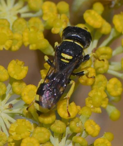 Réf. 234 692 : Ectemnius sp.